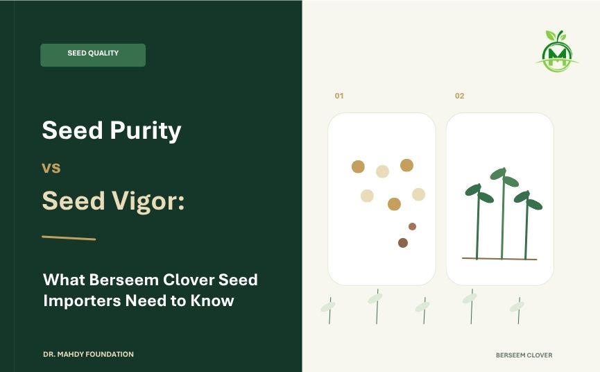 Seed Purity vs Seed Vigor: What Berseem Clover Seed Importers Need to Know